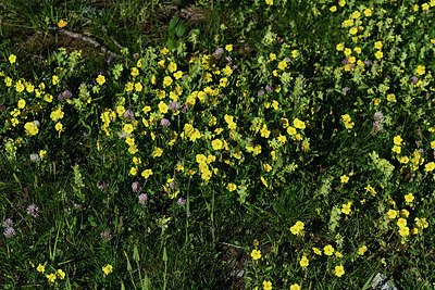 BUITEN BEELD Foto: 362869