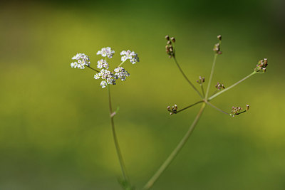 BUITEN BEELD Foto: 362872