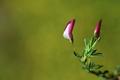 BUITEN BEELD Foto: 362873