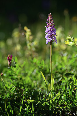 BUITEN BEELD Foto: 362877