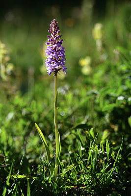 BUITEN BEELD Foto: 362878