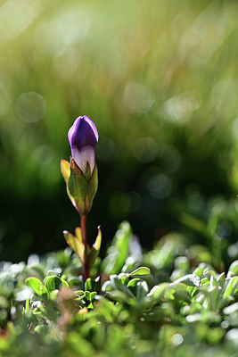 BUITEN BEELD Foto: 362884