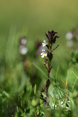 BUITEN BEELD Foto: 362886