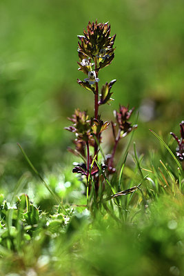 BUITEN BEELD Foto: 362889