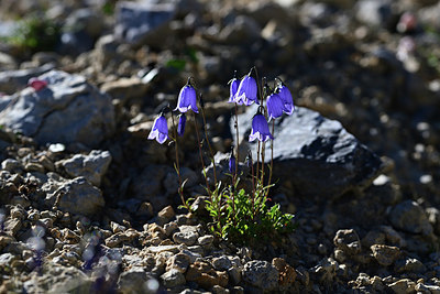 BUITEN BEELD Foto: 362894