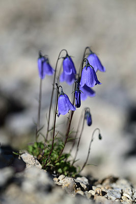 BUITEN BEELD Foto: 362895