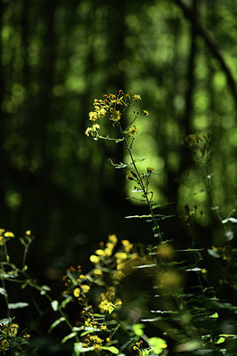 BUITEN BEELD Foto: 362898