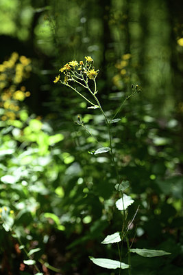 BUITEN BEELD Foto: 362899