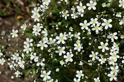 BUITEN BEELD Foto: 362918