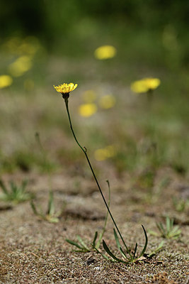 BUITEN BEELD Foto: 362925