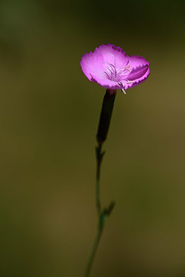 BUITEN BEELD Foto: 362926
