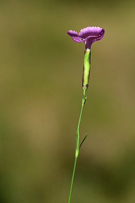 BUITEN BEELD Foto: 362927