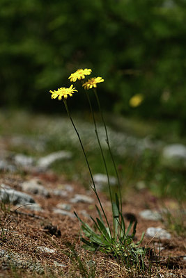 BUITEN BEELD Foto: 362937