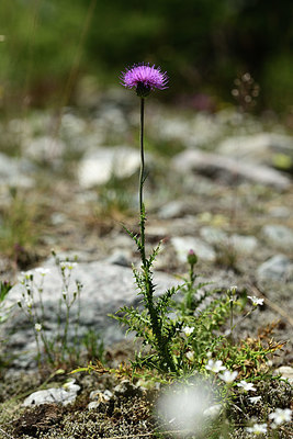 BUITEN BEELD Foto: 362941