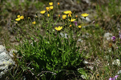 BUITEN BEELD Foto: 362949