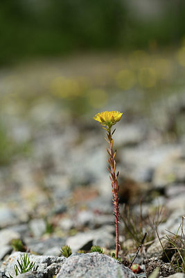 BUITEN BEELD Foto: 362953