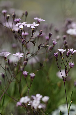 BUITEN BEELD Foto: 362956