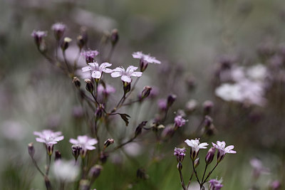 BUITEN BEELD Foto: 362957