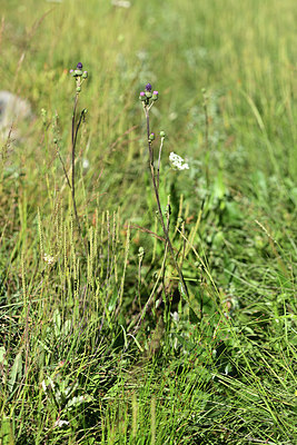 BUITEN BEELD Foto: 362971