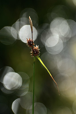 BUITEN BEELD Foto: 362977