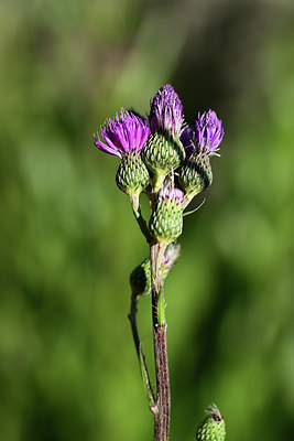 BUITEN BEELD Foto: 362978