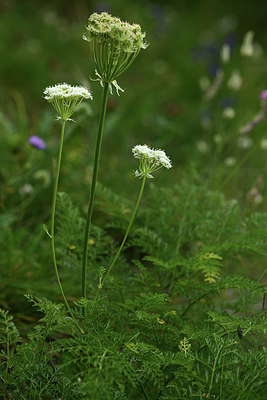 BUITEN BEELD Foto: 362982