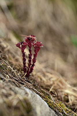 BUITEN BEELD Foto: 362997