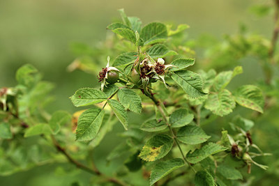 BUITEN BEELD Foto: 363000