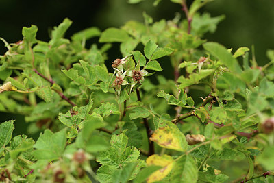 BUITEN BEELD Foto: 363002