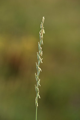 BUITEN BEELD Foto: 363003