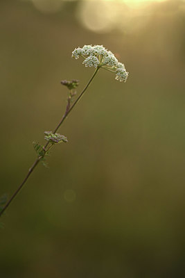 BUITEN BEELD Foto: 363004