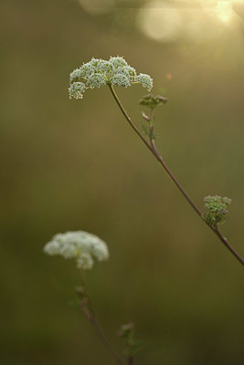 BUITEN BEELD Foto: 363005