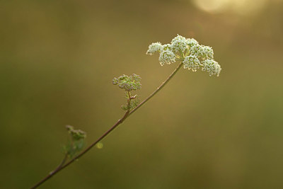 BUITEN BEELD Foto: 363007