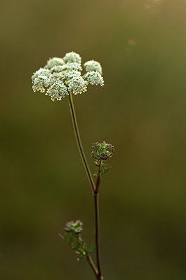 BUITEN BEELD Foto: 363008