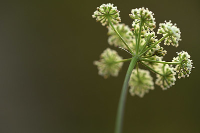 BUITEN BEELD Foto: 363009