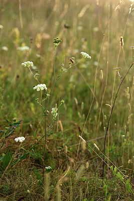 BUITEN BEELD Foto: 363010