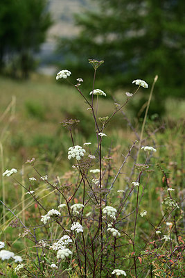 BUITEN BEELD Foto: 363013