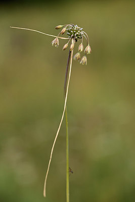 BUITEN BEELD Foto: 363015