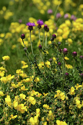 BUITEN BEELD Foto: 363017