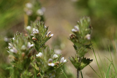 BUITEN BEELD Foto: 363018