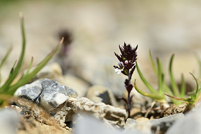 BUITEN BEELD Foto: 363019