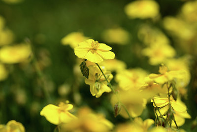 BUITEN BEELD Foto: 363022