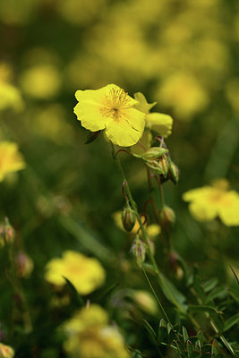 BUITEN BEELD Foto: 363023