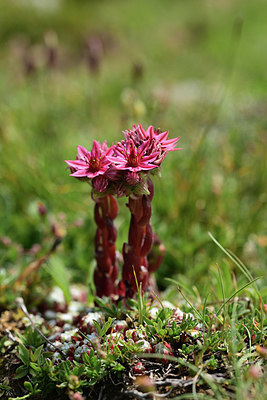 BUITEN BEELD Foto: 363025