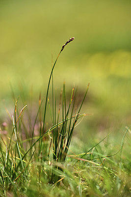BUITEN BEELD Foto: 363028