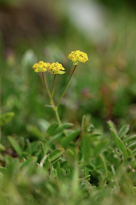 BUITEN BEELD Foto: 363030