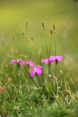BUITEN BEELD Foto: 363031