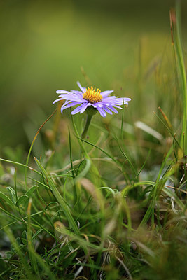 BUITEN BEELD Foto: 363035