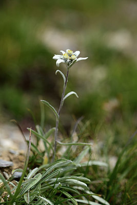 BUITEN BEELD Foto: 363037