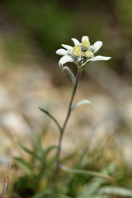 BUITEN BEELD Foto: 363038